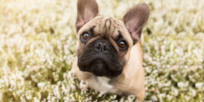 2048x1314 Animal French Bulldog HD Wallpaper