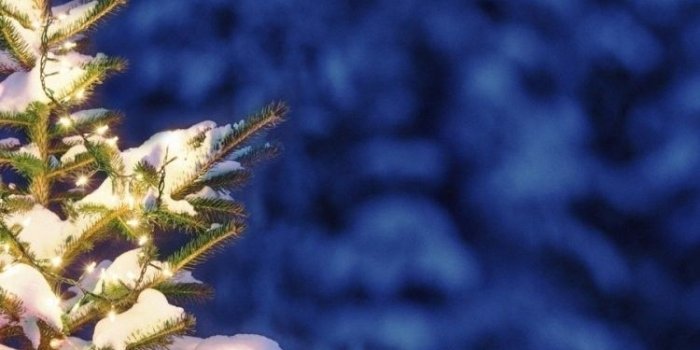 750x1334 60 Beautiful Christmas iPhone Wallpapers Free To Download | Christmas tree wallpaper  iphone, Wallpaper iphone christmas, Christmas wallpaper backgrounds