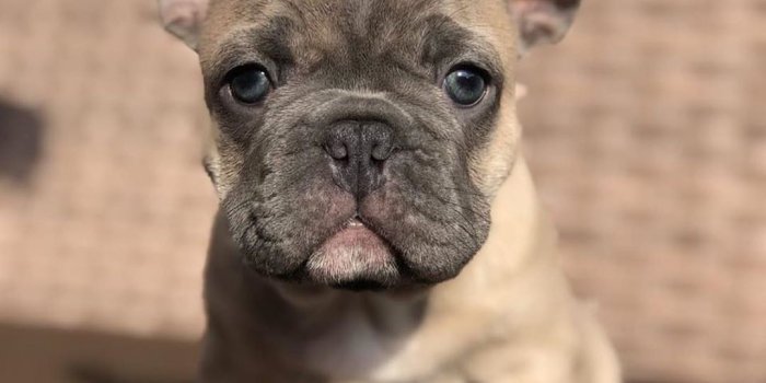 1080x1350 French Bulldog Puppy Wallpapers