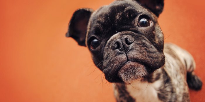 2048x1371 Dog french bulldog muzzle puppy wallpaper | 2048x1371 | 219246 | WallpaperUP