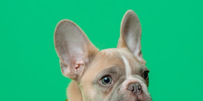 2694x4033 French bulldog Wallpapers Download | MobCup