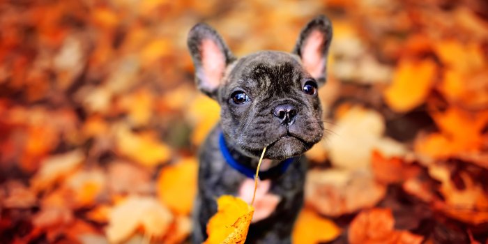 1920x1200 Animal French Bulldog HD Wallpaper