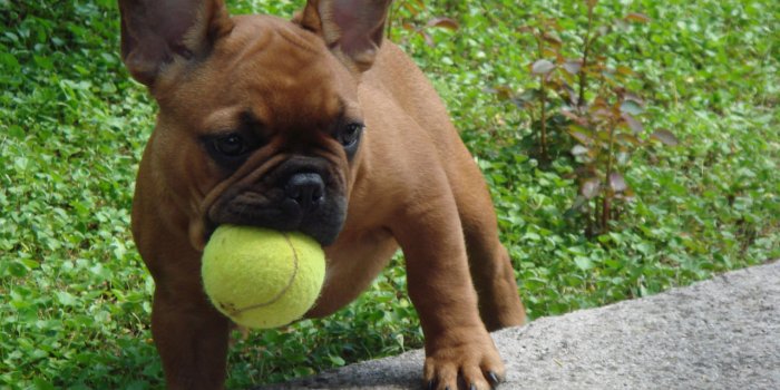 1280x960 French bulldog photos and wallpapers