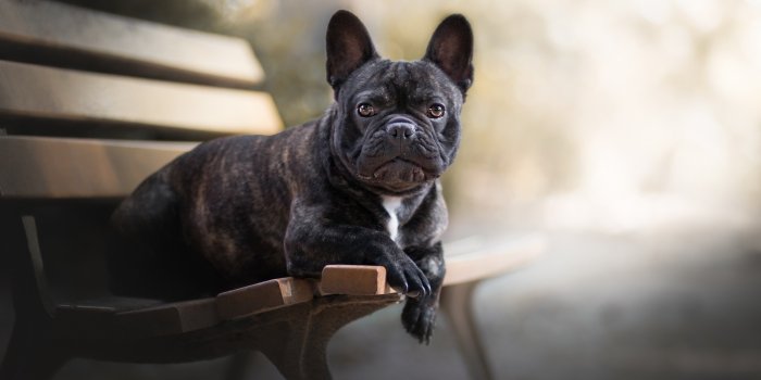 1920x1080 1920x1080 French Bulldog Laptop Full HD 1080P HD 4k Wallpapers, Images,  Backgrounds, Photos and Pictures
