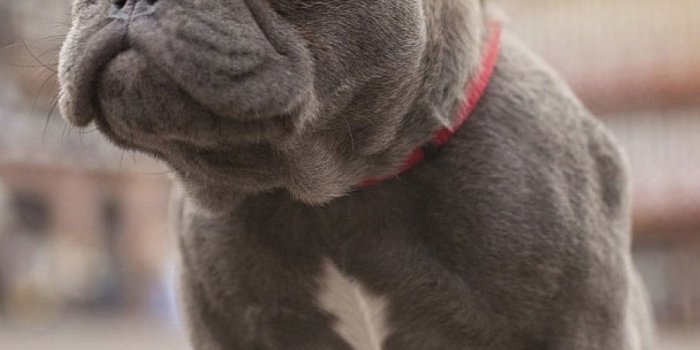 900x1600 File:900-French-Bulldog-l.jpg - Wikipedia