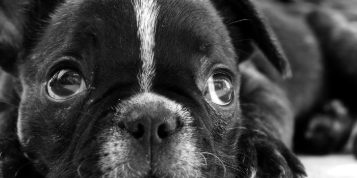 1600x1200 Black French Bulldog Puppy Ultra HD Desktop Background Wallpaper for 4K UHD  TV : Tablet : Smartphone