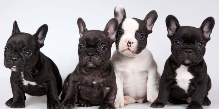 1332x850 Download French Bulldog Puppies Studio Wallpaper | Wallpapers.com
