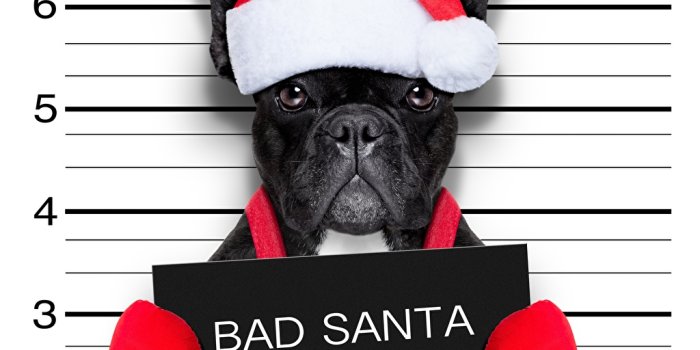 1024x1024 Desktop Wallpapers French Bulldog Dogs New year Funny Winter hat