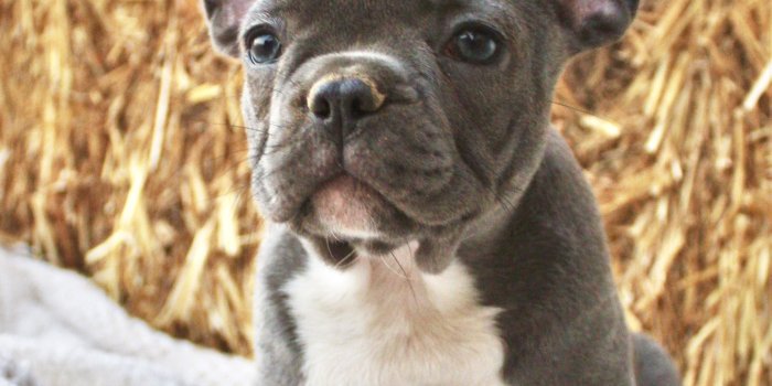 2488x3160 Blue french bulldog puppy from SAKennel | Bulldog puppies, Blue french  bulldog puppies, French bulldog puppies