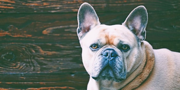 1280x720 Dog French Bulldog Wood Copy - Free photo on Pixabay - Pixabay