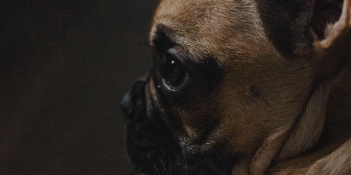 1407x3045 French Bulldog : r/iphonewallpapers