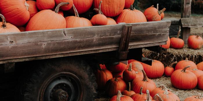 3648x5472 50 Fall iPhone Wallpapers | POPSUGAR Tech