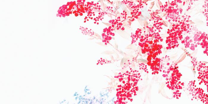 3840x2160 wallpaper for desktop, laptop | an60-apple-red-white-flower-ios9-iphone6s