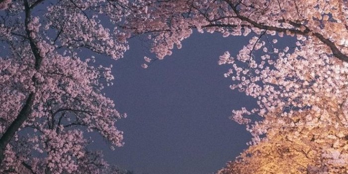 736x1226 55+ Top Spring Aesthetic Wallpaper Choices With Korean Vibes in 2023 |  Spring aesthetic, Scenery wallpaper, Aesthetic wallpapers