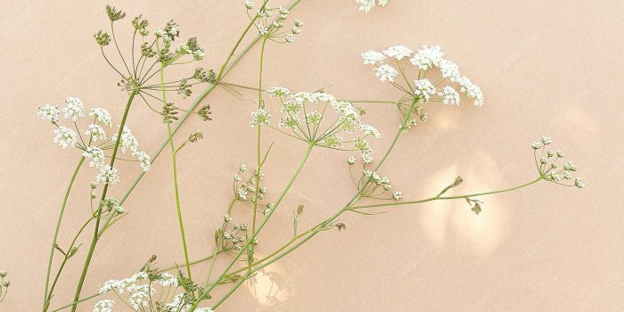 1483x2000 Premium Photo | White flowers and sunlight on beige wall. aesthetic minimal  wallpaper. summer floral plant background composition