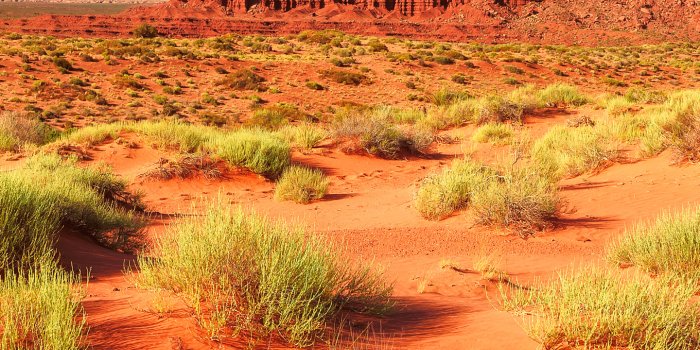 1440x2960 Arizona Wallpapers Download | MobCup