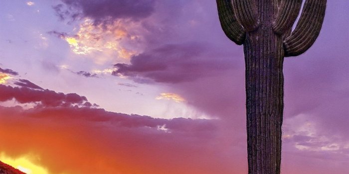 1242x2688 arizona iPhone Wallpapers Free Download