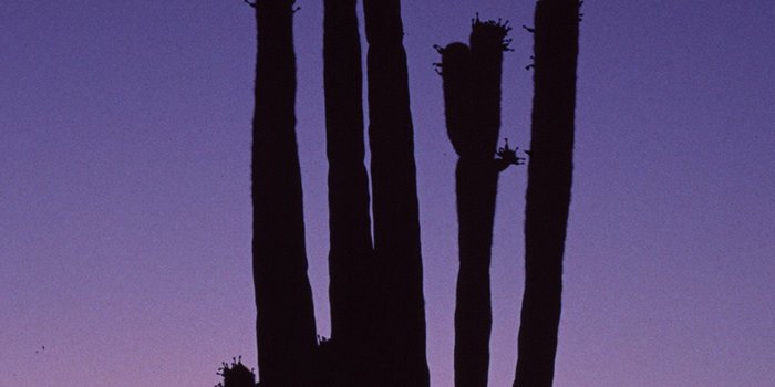 1284x2778 phoenix arizona iPhone Wallpapers Free Download