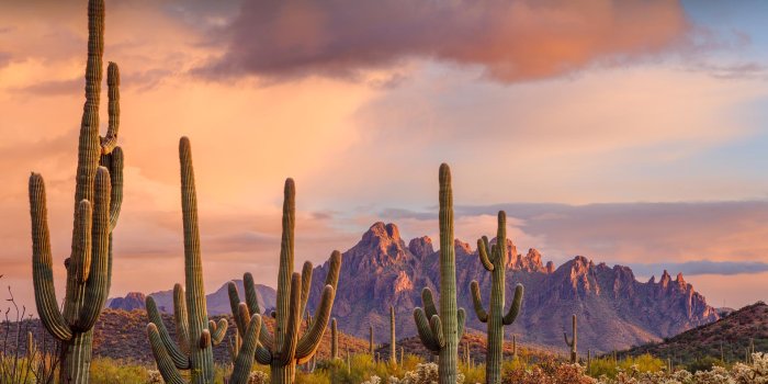 1920x1080 Bing image: Saguaro cacti, Ironwood Forest National Monument, Arizona -  Bing Wallpaper Gallery