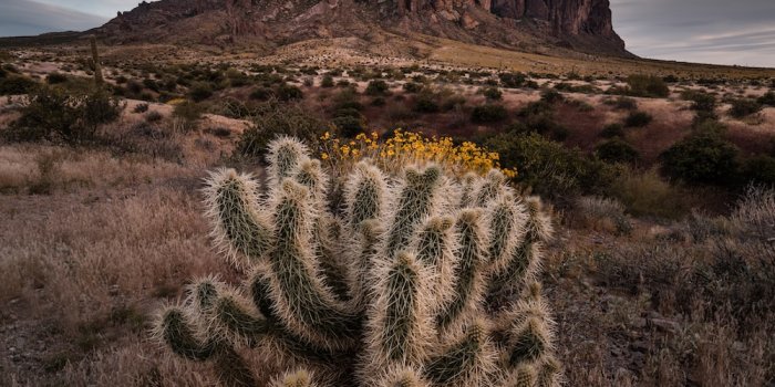 1000x1498 Arizona Cactus Pictures | Download Free Images on Unsplash