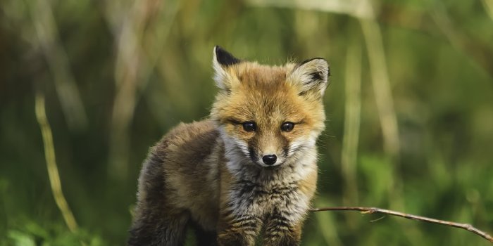 1000x1745 Fox Wallpapers: Free HD Download [500+ HQ] | Unsplash