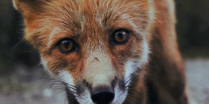 1000x1500 Fox Wallpapers: Free HD Download [500+ HQ] | Unsplash