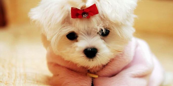 1679x978 100+] Small Dog Wallpapers | Wallpapers.com