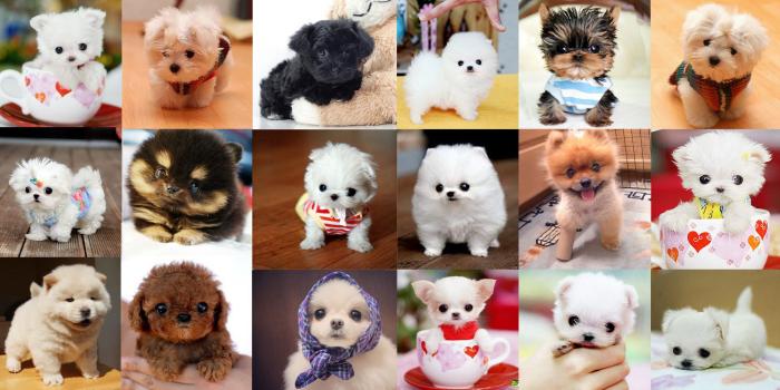 2999x1499 Puppy wallpaper I made using the cutest puppy pictures I found online! :  r/aww