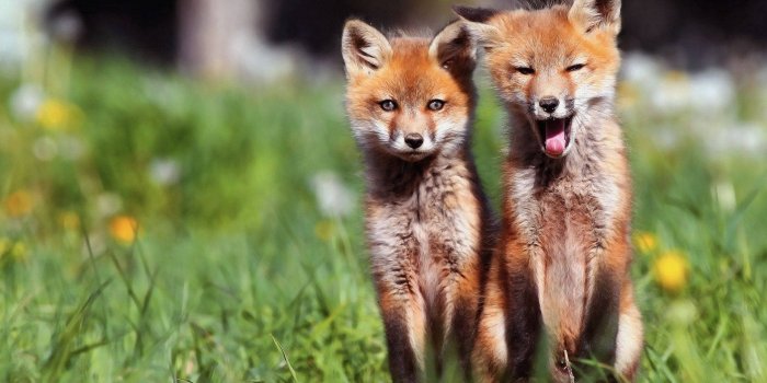 1920x1200 200+] Fox Wallpapers | Wallpapers.com