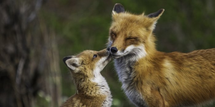 1000x1337 Fox Wallpapers: Free HD Download [500+ HQ] | Unsplash