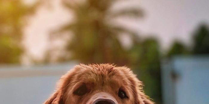 1728x2489 Baby Dog Photos, Download The BEST Free Baby Dog Stock Photos & HD Images