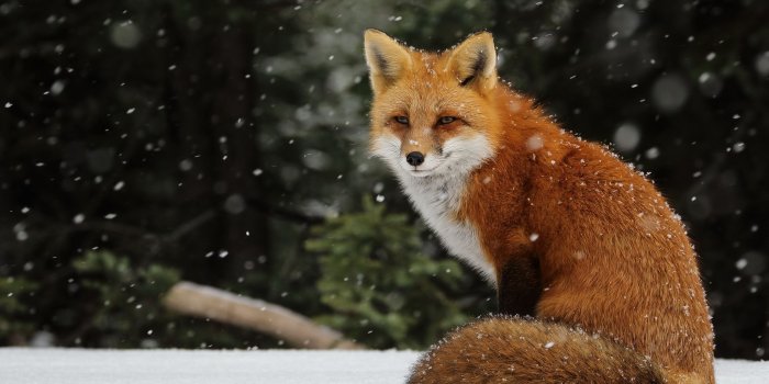 2560x1600 50 Red Fox Desktop Wallpapers - Download at WallpaperBro | Fuchs,  Ausgestopftes tier, Fuchs bilder