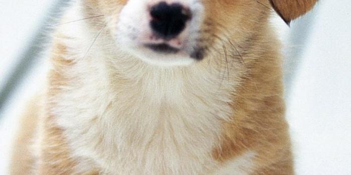 1080x1920 White cute dog Wallpapers Download | MobCup