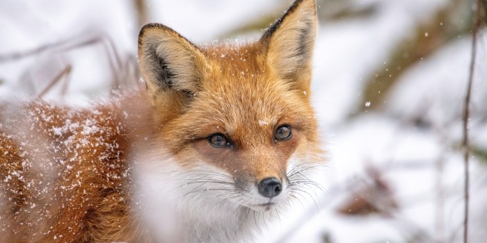 8256x5504 30+ Red Fox HD Wallpapers and Backgrounds