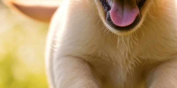 1290x2796 Cute puppy Wallpaper 4K, Running, Golden Retriever, 5K