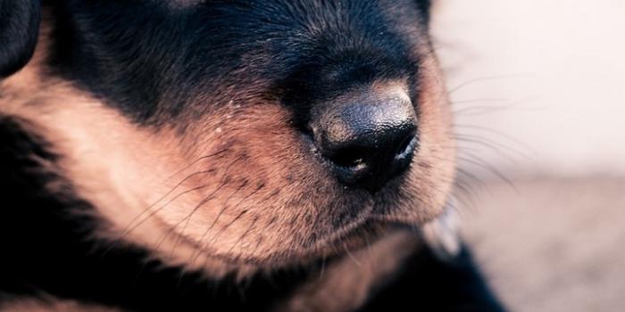 720x1280 Cute Dog Wallpapers:Amazon.com:Appstore for Android