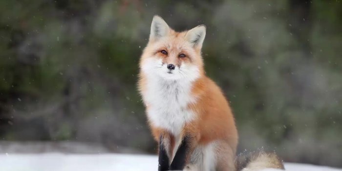 1920x1080 Winter Fox Live Wallpaper - WallpaperWaifu