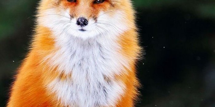 918x1632 Cute Foxes Wallpapers