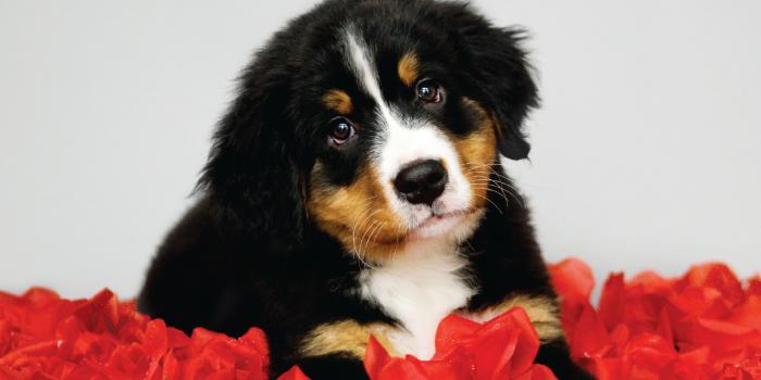 1280x1024 Puppies! Free Modern Dog Wallpaper | Modern Dog magazine