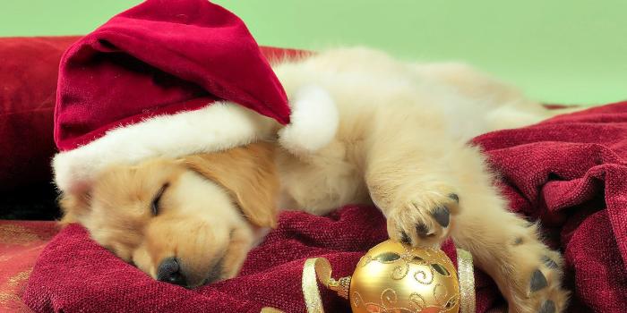 1600x900 Christmas Dog Wallpaper | Christmas Dog Wallpaper - Download…