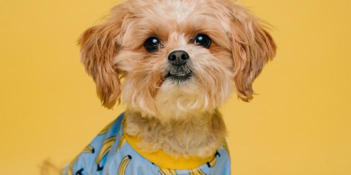 1000x1497 550+ Cute Puppy Pictures | Download Free Images on Unsplash