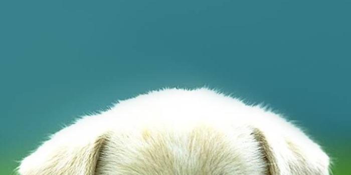 720x1280 Download puppy cute Wallpaper by Stylish_pics - 5c - Free on ZEDGE™ now.  Browse millions of popular animal Wallpa… | Very cute dogs, Cute puppies,  Very cute puppies