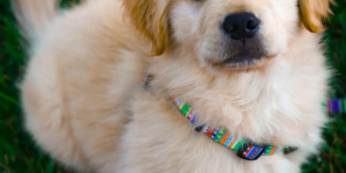 1080x1620 How to Properly Prepare Your Home for Your New Puppy - KAKE