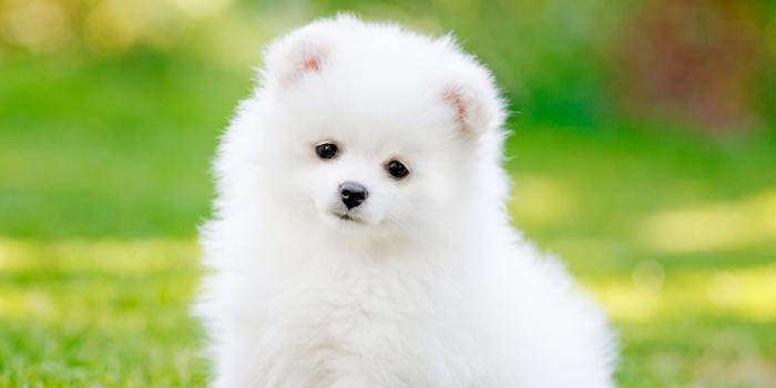 3208x3208 Pomeranian Puppy Pet iPad Wallpaper - HD iPad Wallpapers 4k iPad Wallpapers  5k free download iPad Pro,iPad Mini,iPad Air,iOS,iPadOS,Parallax,iPad  retina Wallpapers