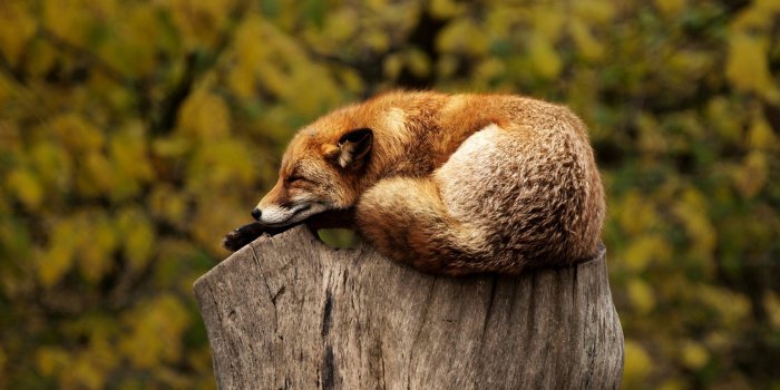 1920x1080 Sleeping Fox Wallpaper For Chromebook | Chromebook Wallpapers