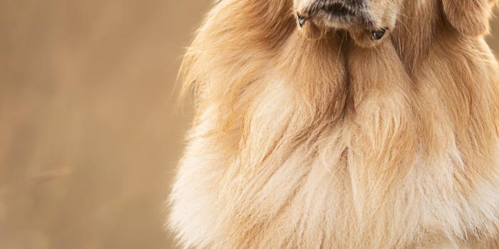 1179x2556 Golden Retriever Wallpaper 4K, Scottish breed dog, Pet dog, 5K