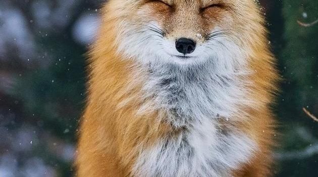 630x1280 Fox wallpaper wallpaper by Akashpandlwar - Download on ZEDGE™ | c219 |  Wallpaper, Cool backgrounds, Fox