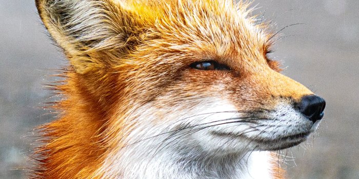 1981x2970 Red Fox Photos, Download The BEST Free Red Fox Stock Photos & HD Images