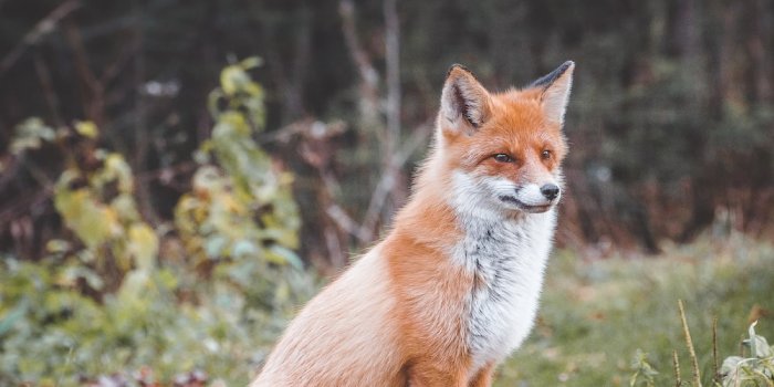 1000x1500 Fox Wallpapers: Free HD Download [500+ HQ] | Unsplash