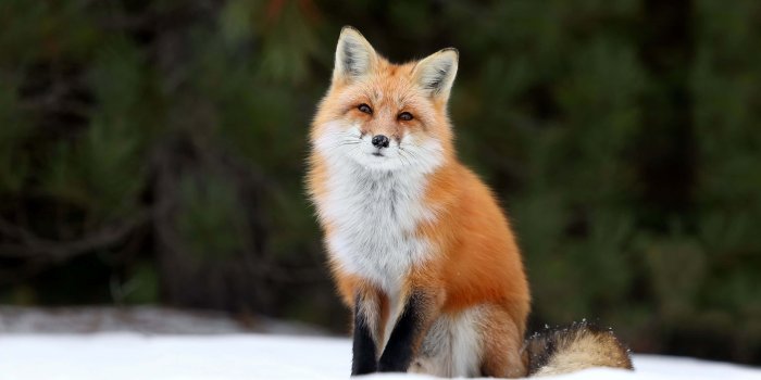 3840x2400 100+] Cute Fox Backgrounds | Wallpapers.com